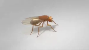 Bio-Integrazione: quando il confine tra biologia e tecnologia smette di esistere